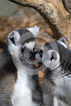 Loving lemurs