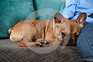 Loving master whiling away time with French bulldog