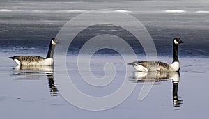 A Loving Pair Of Canada Geese