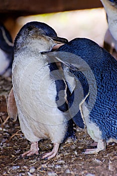 Loving penguins on Phillip Island photo