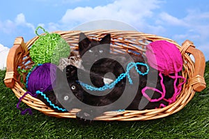 Loving Playful Kittens in a Basket of Yarn