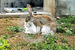 Loving rabbit is spud a white cat