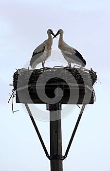 Loving storks