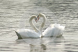 Carinoso cisnes 