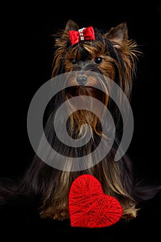 Loving Yorky dog with red heart