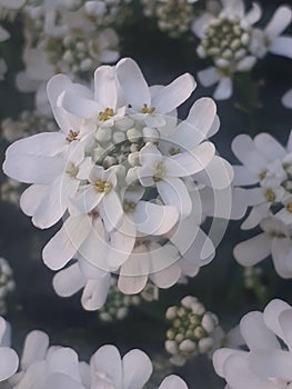 Lovley White blossoms photo