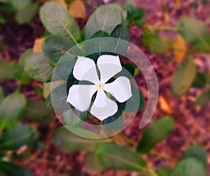 a lovley white flower