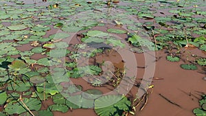 Low aerial view moving over water lilies in a muddy lake in Asia