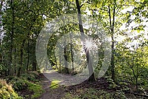 The low afternoon sun shines through the trees in the Sprieldersbos near Putten, Netherlands