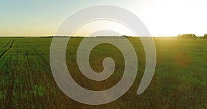 Low altitude flight above rural summer field with endless yellow landscape at summer sunny evening. Sun rays on horizon.