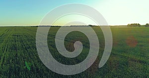 Low altitude flight above rural summer field with endless yellow landscape at summer sunny evening. Sun rays on horizon.