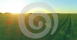 Low altitude flight above rural summer field with endless yellow landscape at summer sunny evening. Sun rays on horizon.