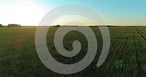 Low altitude flight above rural summer field with endless yellow landscape at summer sunny evening. Sun rays on horizon.