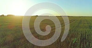 Low altitude flight above rural summer field with endless yellow landscape at summer sunny evening. Sun rays on horizon.