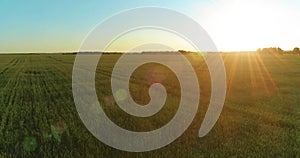 Low altitude flight above rural summer field with endless yellow landscape at summer sunny evening. Sun rays on horizon.