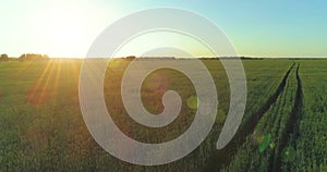 Low altitude flight above rural summer field with endless yellow landscape at summer sunny evening. Sun rays on horizon.