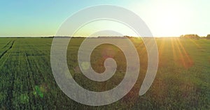 Low altitude flight above rural summer field with endless yellow landscape at summer sunny evening. Sun rays on horizon.