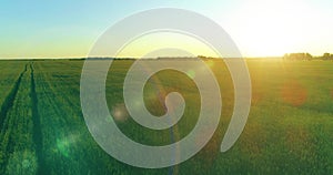 Low altitude flight above rural summer field with endless yellow landscape at summer sunny evening. Sun rays on horizon.