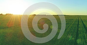 Low altitude flight above rural summer field with endless yellow landscape at summer sunny evening. Sun rays on horizon.