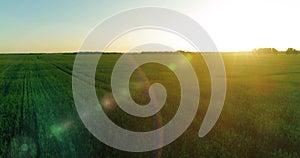 Low altitude flight above rural summer field with endless yellow landscape at summer sunny evening. Sun rays on horizon.