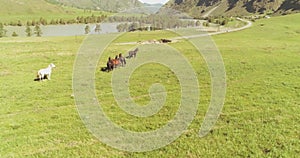 Low altitude orbital flight over wild horses herd at perfect green rural field
