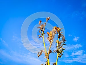 Low angel view of Mexican Prickly Poppy flowering plant against blue sky