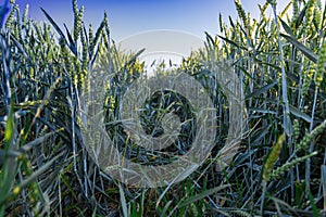 Low angle of the agricultural fields near Maastricht and Riemst with rye of grain and wheat