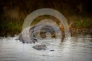 Low Angle of Alligator Entering Water