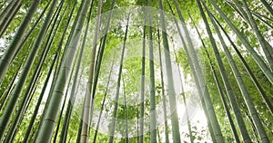 Low angle, bamboo trees and landscape with green in nature, Japanese jungle with leaves and lens flare. Environment