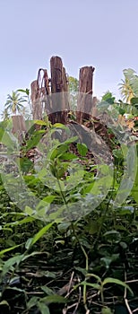 Low angle of banana tree againts clear sky