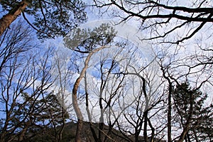 The low angle of the bare tree with the blue sky and sun during the winter season