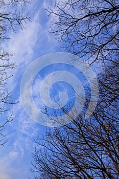 The low angle of the bare tree with the blue sky and sun during the winter season