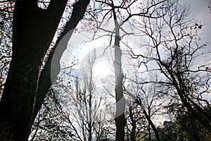 The low angle of the bare tree with the blue sky and sun during the winter season