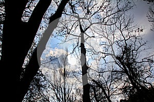 The low angle of the bare tree with the blue sky and sun during the winter season