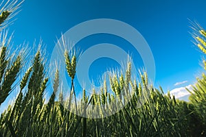 Low angle barley crop field