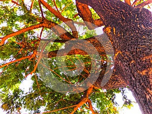 Low angle of big tree with blurred green leaves background