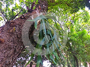 Low angle of big tree with blurred green leaves background