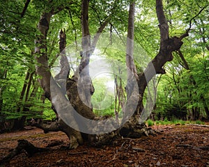 Low angle of a big tree with surface roots captured in Epping forest