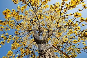 Low angle blooming Guayacan or Handroanthus chrysanthus or Golden Bell Tree