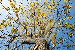 Blooming Guayacan or Handroanthus chrysanthus or Golden Bell Tree under blue sky photo