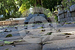 Low angle brick pavers with leaves
