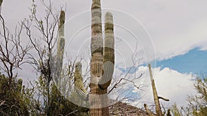 Low angle camera moves right under large tall Saguaro cactus on a hot sunny day in Arizona desert national park, USA.