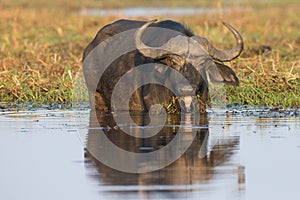 Low angle cape buffalo