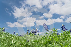 Low angle close-up bluebonnet blossom under cloud blue sky
