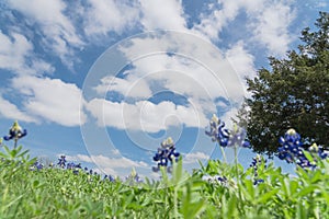 Low angle close-up bluebonnet blossom under cloud blue sky