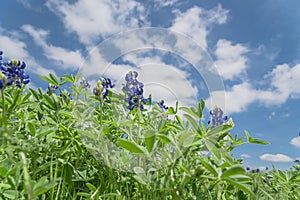 Low angle close-up bluebonnet blossom under cloud blue sky