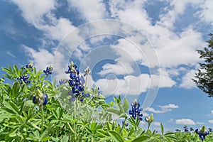 Low angle close-up bluebonnet blossom under cloud blue sky