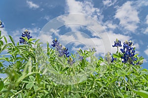 Low angle close-up bluebonnet blossom under cloud blue sky