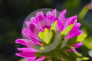 Low angle close up macro photography of beautiful pink aster flower over sunrise