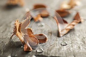Beechnuts on with water drops